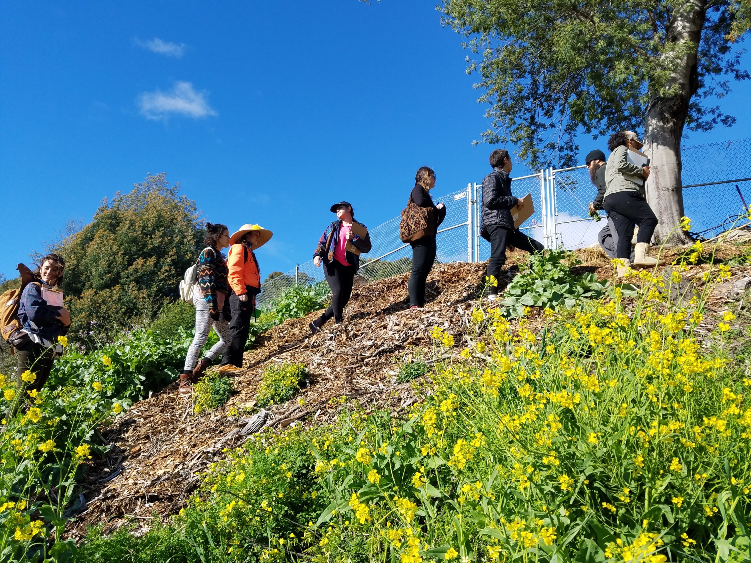 Berkeley Herbal Center - Herb Walks