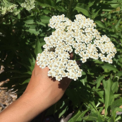 Yarrow wants you to Donate to the Berkeley Herbal Center