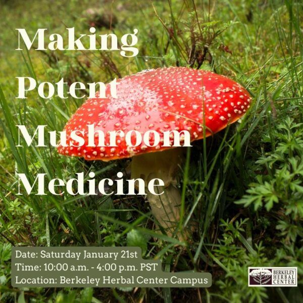 Making Potent Mushroom Medicine