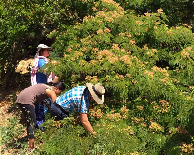 Harvesting Mimosa - Berkeley Herbal Center Certification Program