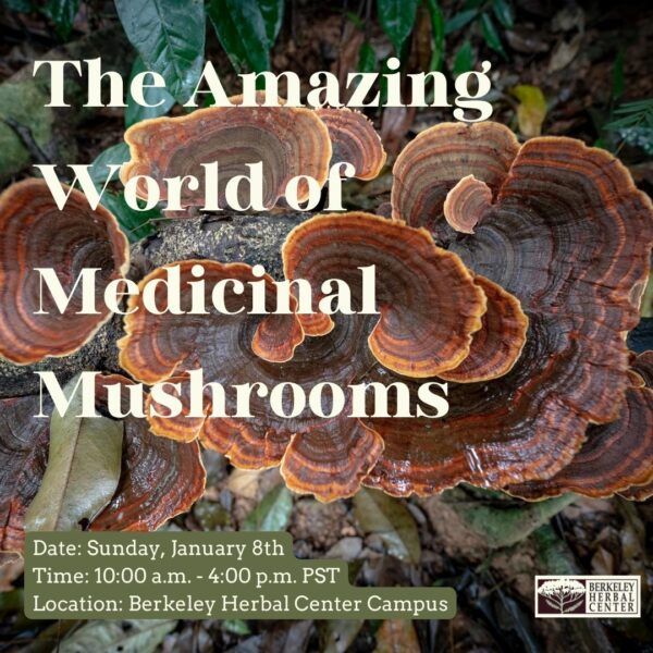 The Amazing World of Medicinal Mushrooms