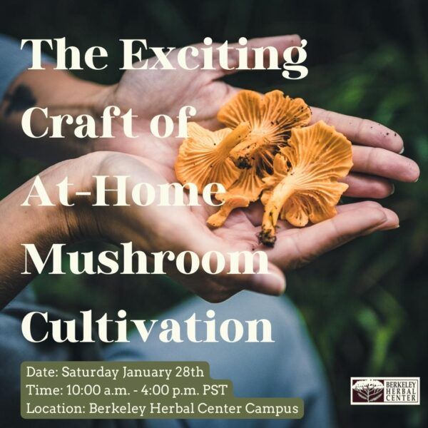 The Exciting Craft of At-Home Mushroom Cultivation