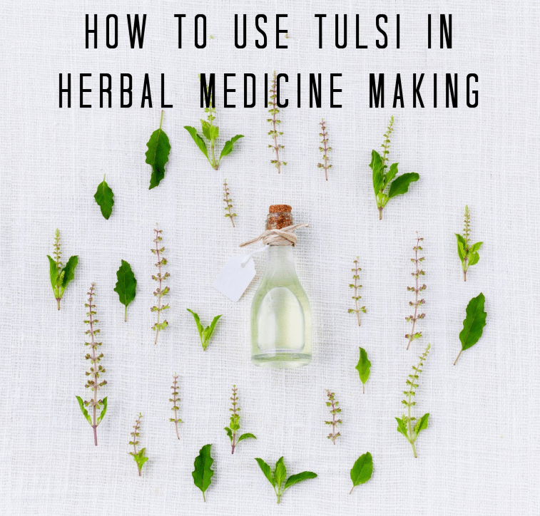 Tulsi in Medicine Making Holy Basil Herbalism