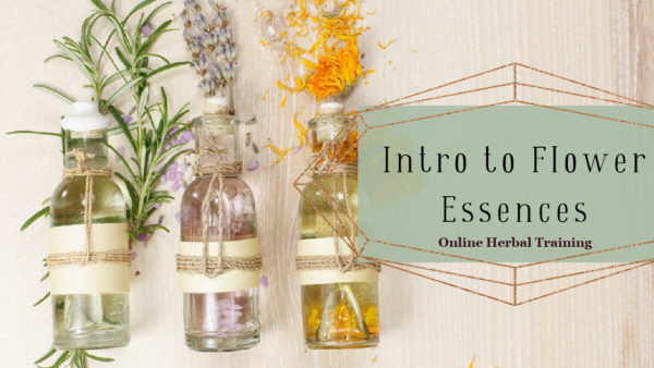 Introduction to Flower Essences with Amanda Narin