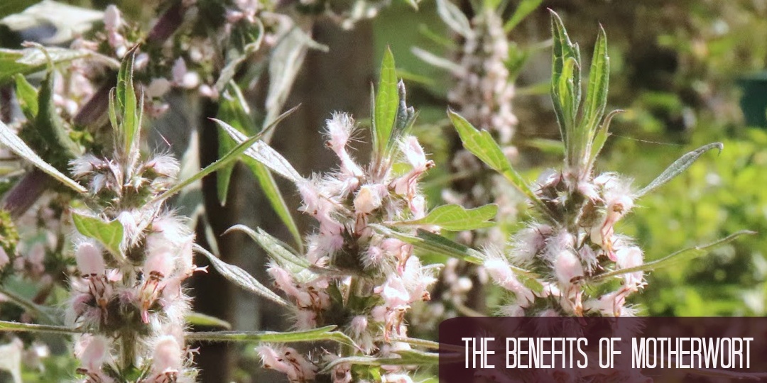 The Benefits of Motherwort