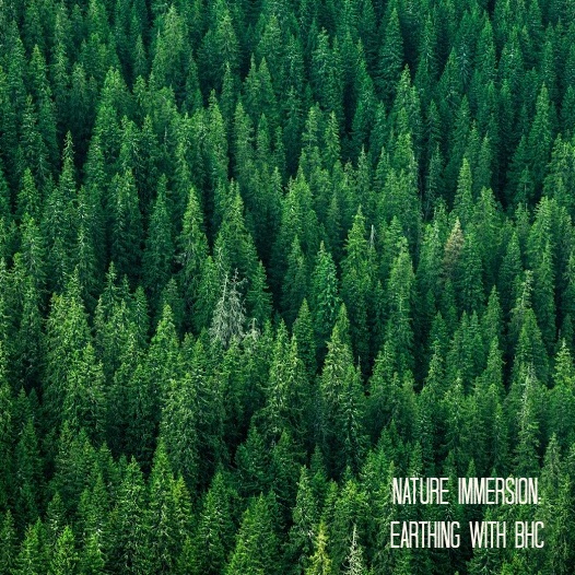 Earthing - Nature immersion - top view of the tops of trees of coniferous forests in the Carpathians