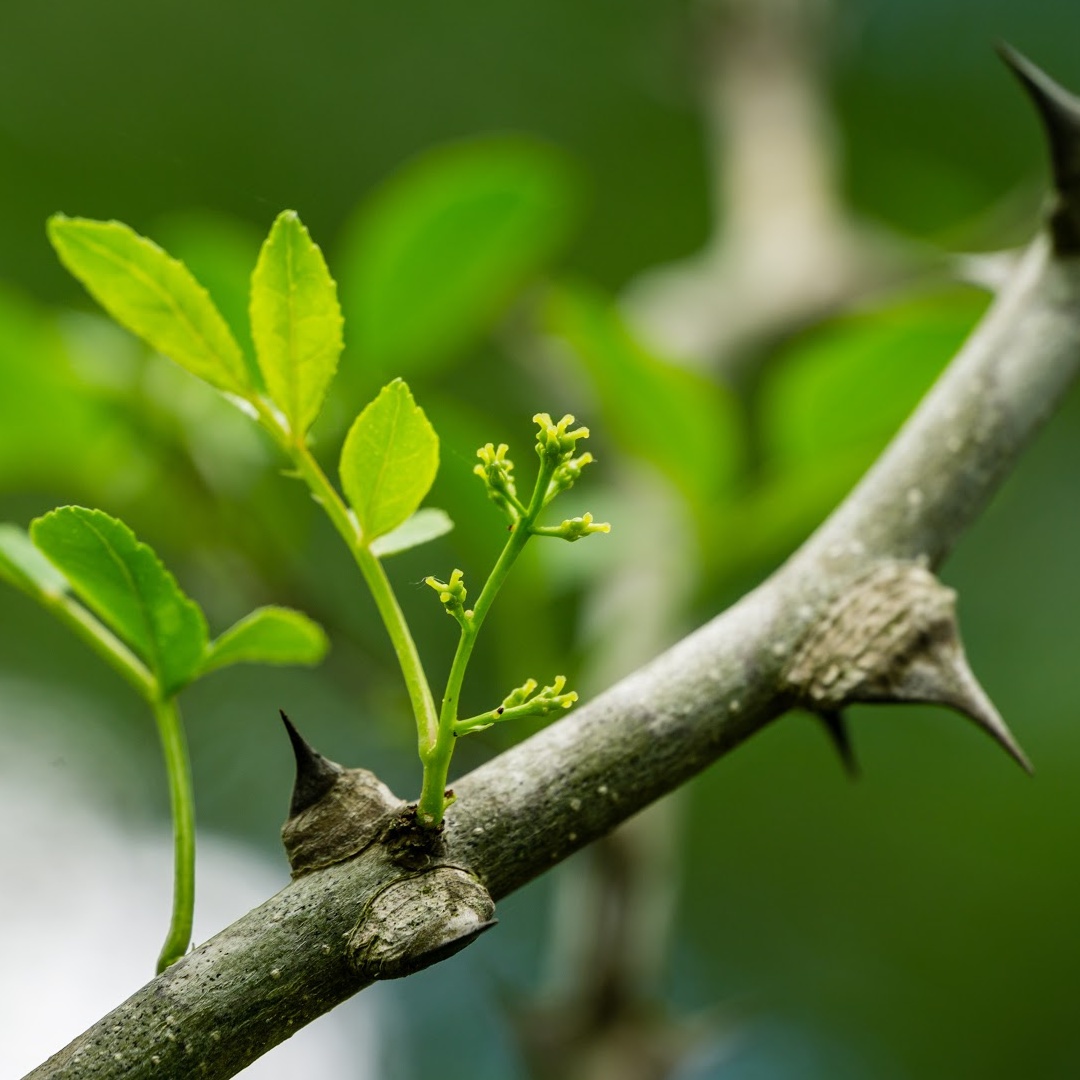 Prickly Ash Uses