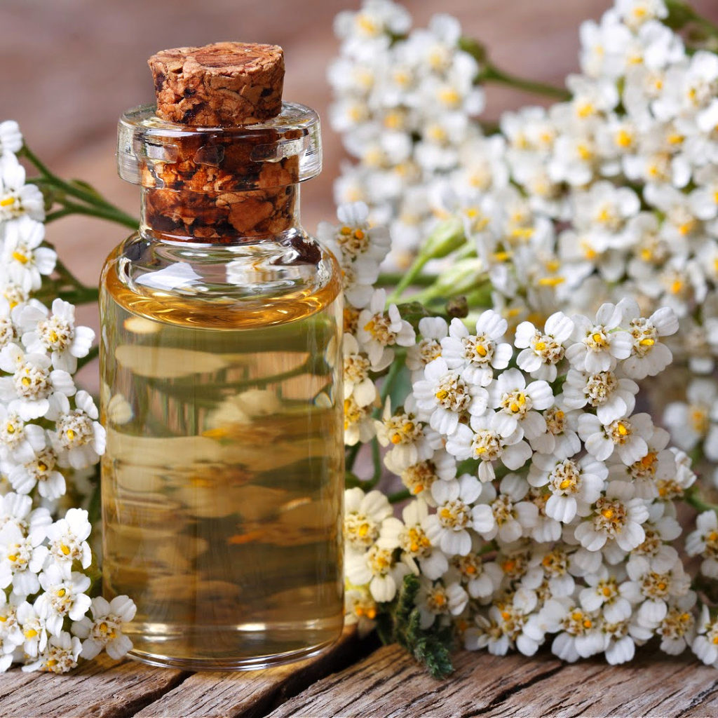 Yarrow, Achillea millefolium – one of the most quintessential plants in any herbal materia medica.