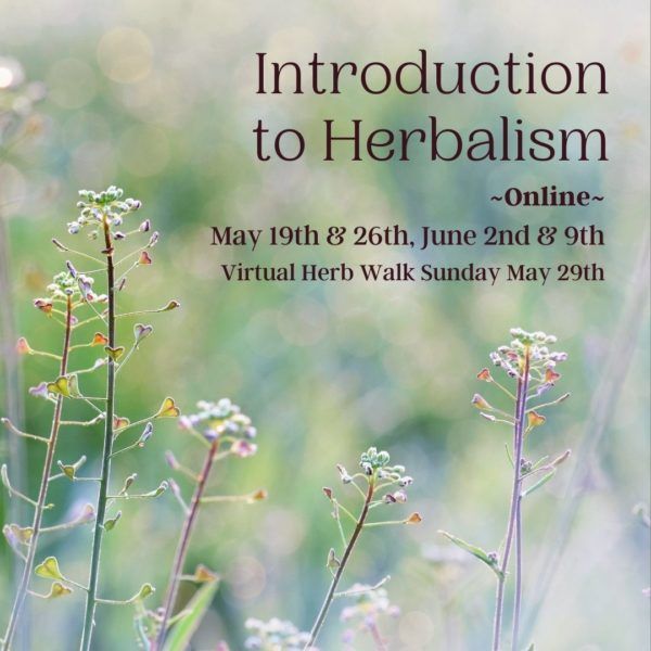 Intro to herbalism online class