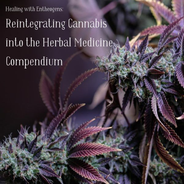 Healing with Entheogens: Reintegrating Cannabis into the Herbal Medicine Compendium