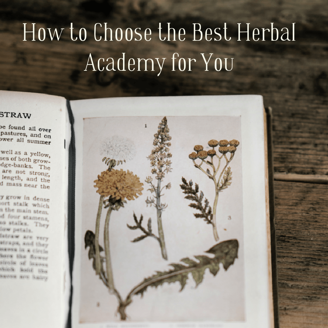 herbal book with the title, "how to choose the best herbalism academy for you"