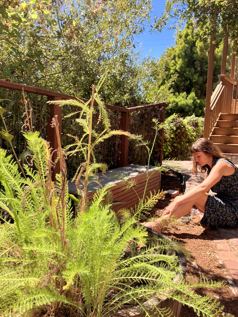 Carissa with Yarrow in the BHC Herbal Garden