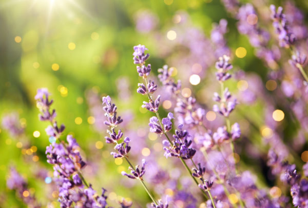 Lavender is a beautiful plant in an herb garden