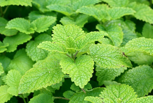 Choose Lemon Balm for your Herbal Garden