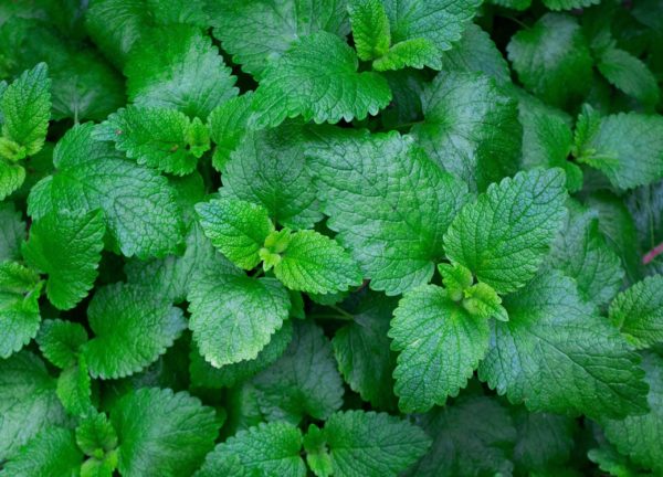 Add Mint to your herbal garden