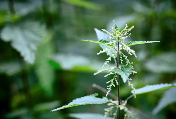 Add Nettle to your Herbal Garden