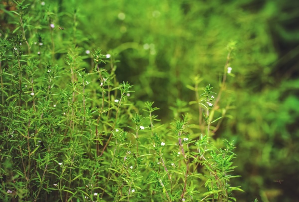 Thyme in a garden of herbs!