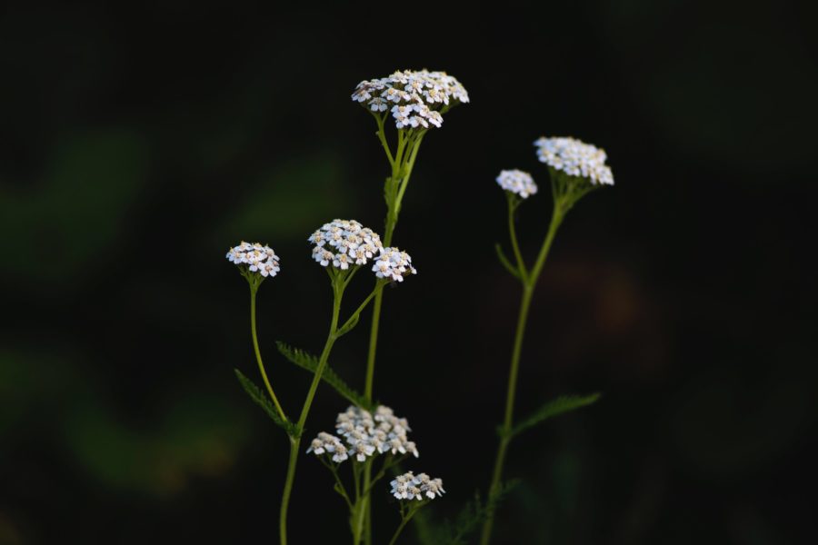put yarrow in your herbal garden for protection