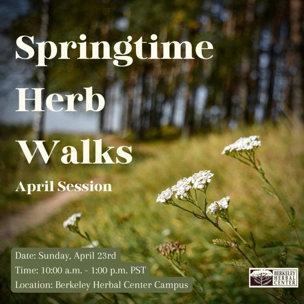 California Native Wildflowers with title: Springtime Herb Walks - April Session