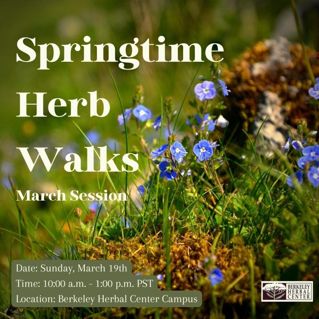 California Native Wildflowers with title: Springtime Herb Walks - March Session