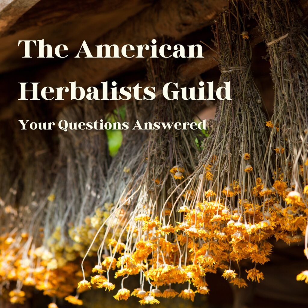 Suspended Herb Bundles with title American Herbalist Guild: Your Questions Answered