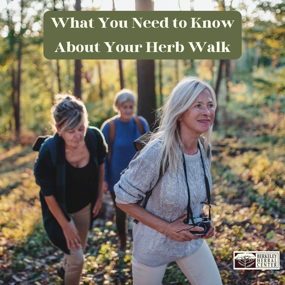 Going on an herb walk? This article from Berkeley Herbal Center Shares What You Need to Know