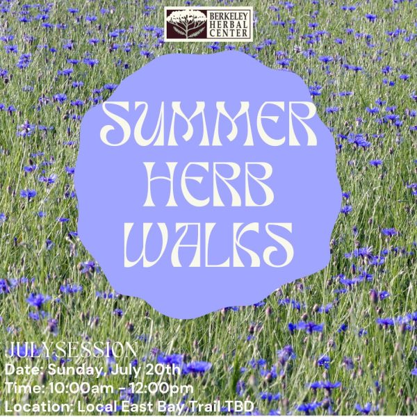 Summer Herb Walk - July Session