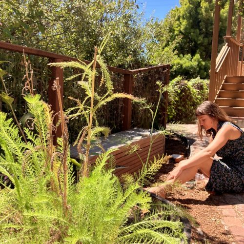 Carissa with Yarrow in the BHC Herbal Garden