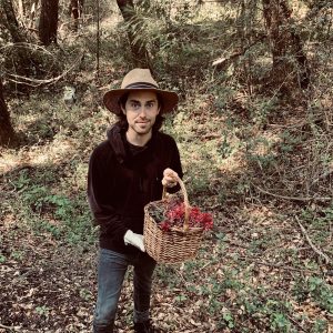 Gathering pedicularis Gathering pedicularis