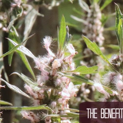 The Benefits of Motherwort