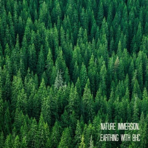 Earthing - Nature immersion - top view of the tops of trees of coniferous forests in the Carpathians