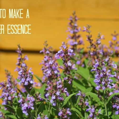 salvia-off-flower-essence-how-to